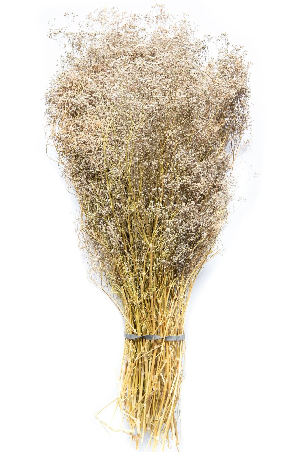 Natural Dried Baby's Breath — Bindle & Brass Trading Company